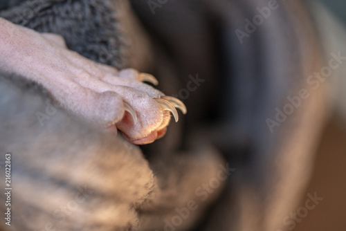 Long sharp claws on the cat's paw of the Don Sphynx breed against the gray blanket.