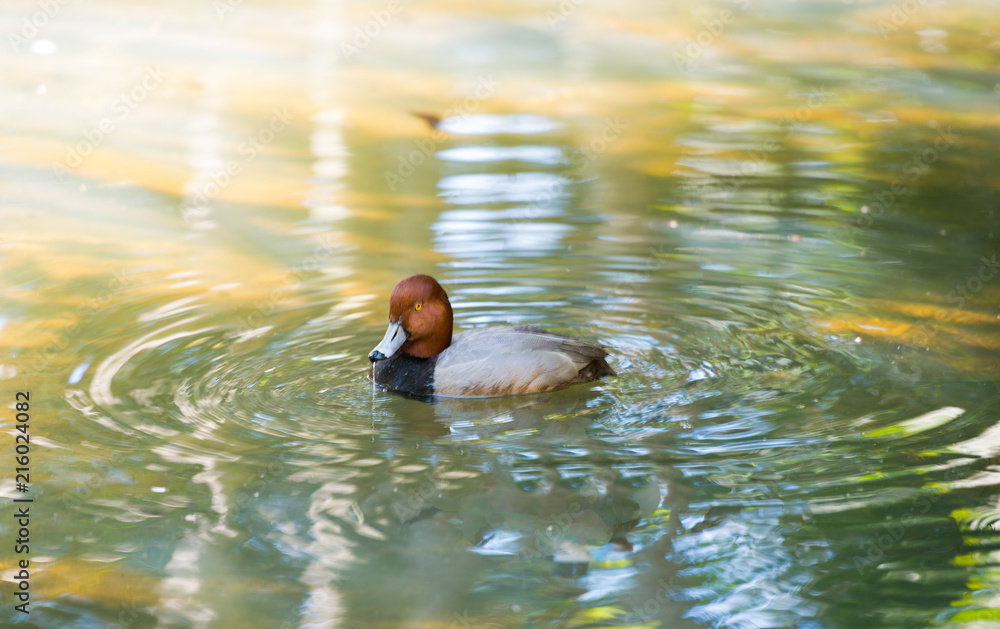 Fototapeta premium Duck on pond