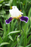Tall bearded iris wabash blue and white flower