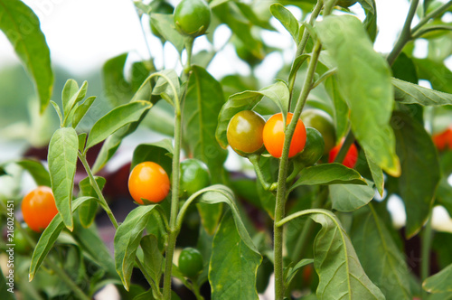 Solanum pseudocapsicum or christmas cherry green plant with orange berries photo