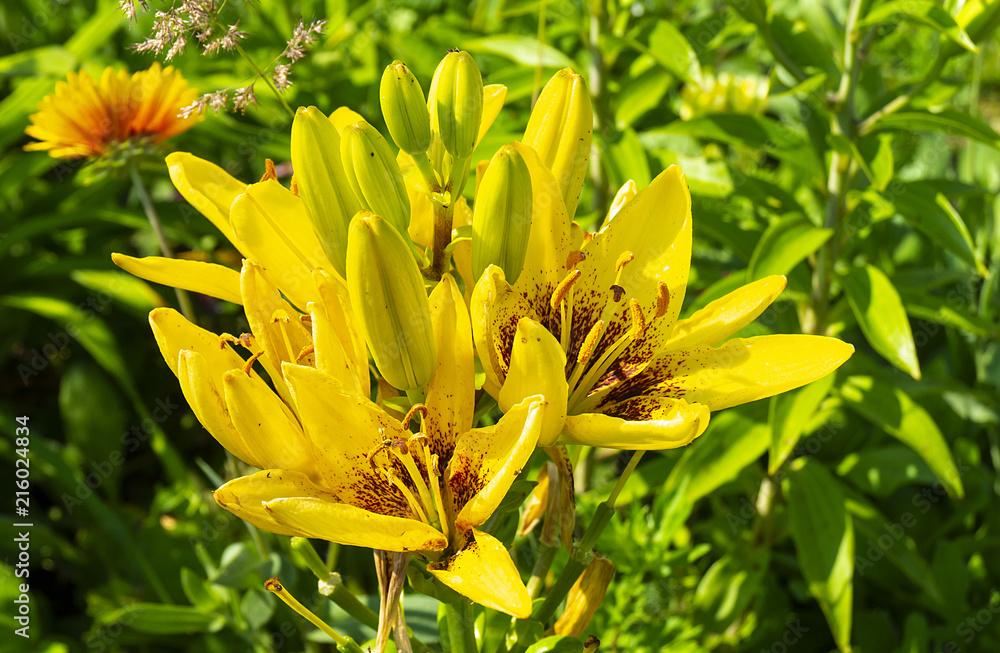 Yellow flower to lilies in garden