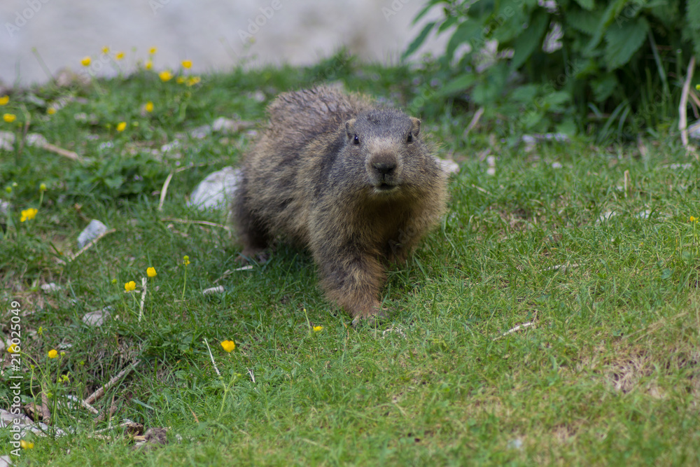 marmotta sul prato marmotta sul prato