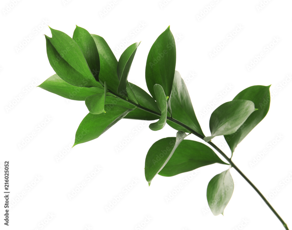 Branch with fresh green Ruscus leaves on white background Branch with fresh green Ruscus leaves on white background