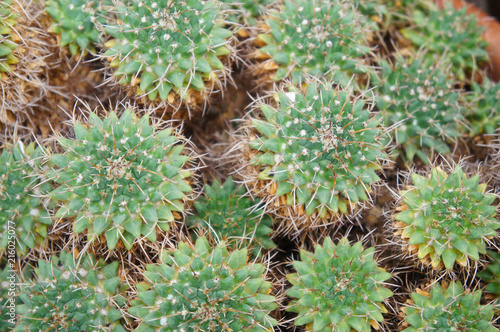 Mammillaria mystax green cactus plant 