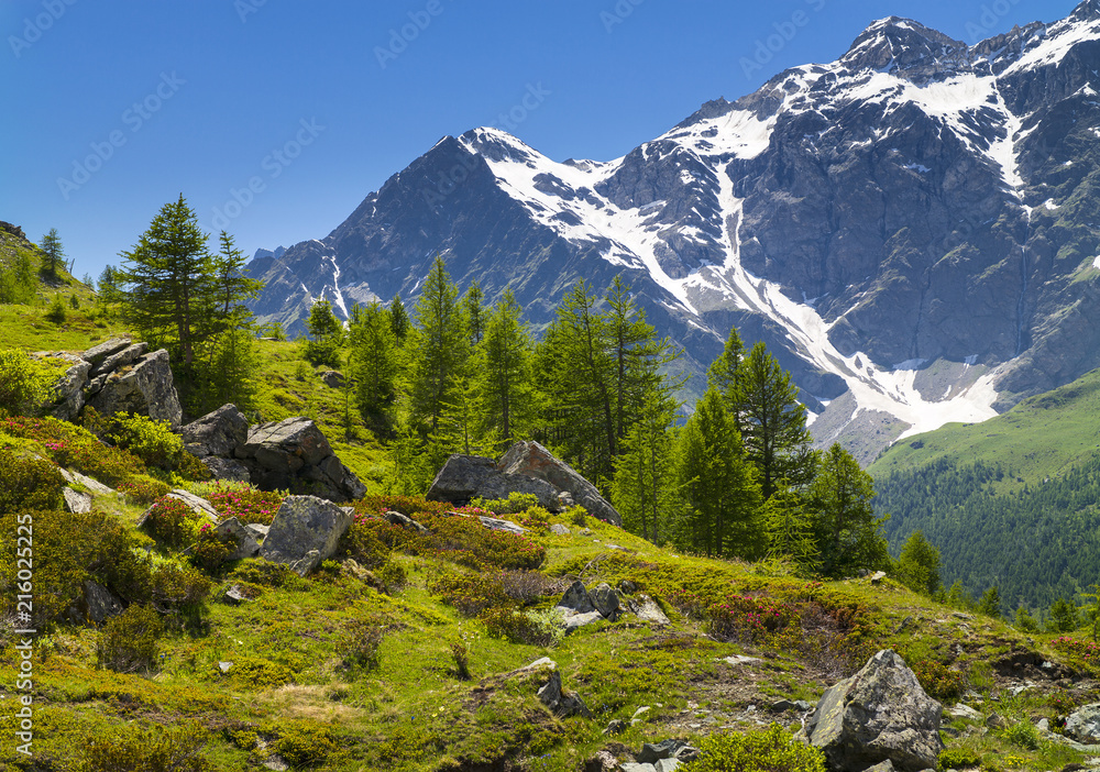 Fototapeta premium wild stones and pines in Alps in Italy
