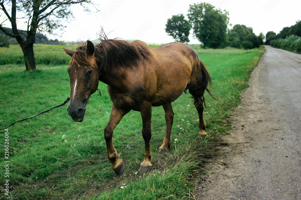beautiful brown horse walking and grazing in a field near a road, summer in country side