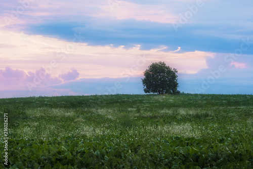 Alone tree in beetroot field over cloudy sunset.