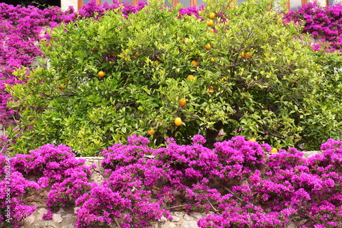 Naranjas de Soller