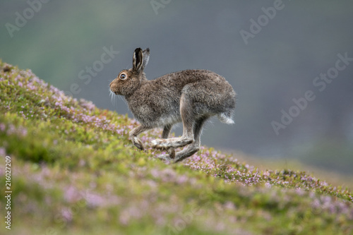 Mountain Hare (lepus timidus) running up a heather covered hill in the summer © Karen Miller