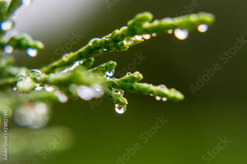 Raindrops on green leaves