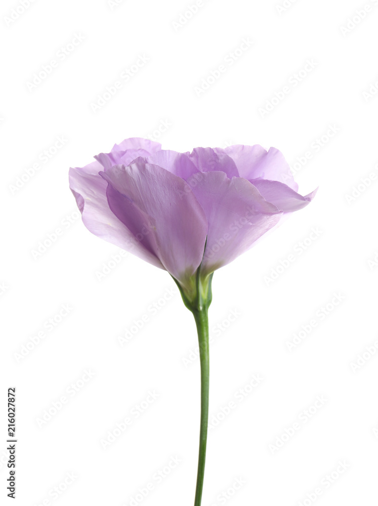 Beautiful Eustoma flower on white background Beautiful Eustoma flower on white background
