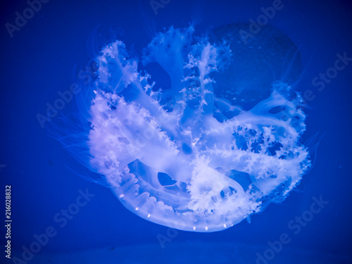 Glowing jellyfish under dark water