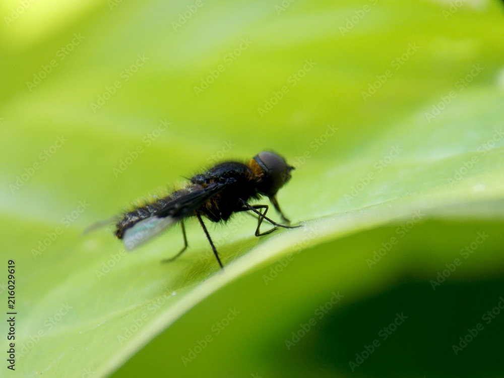 fly on the green list
fly on the green list