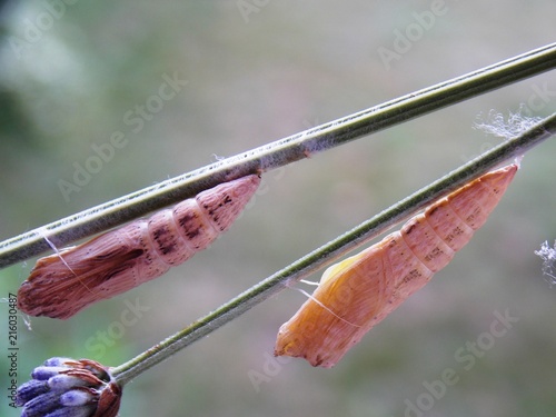 caterpillar like a larva
 photo