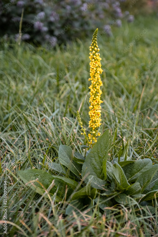 Denseflower mullein - Verbascum densiflorum Denseflower mullein - Verbascum densiflorum