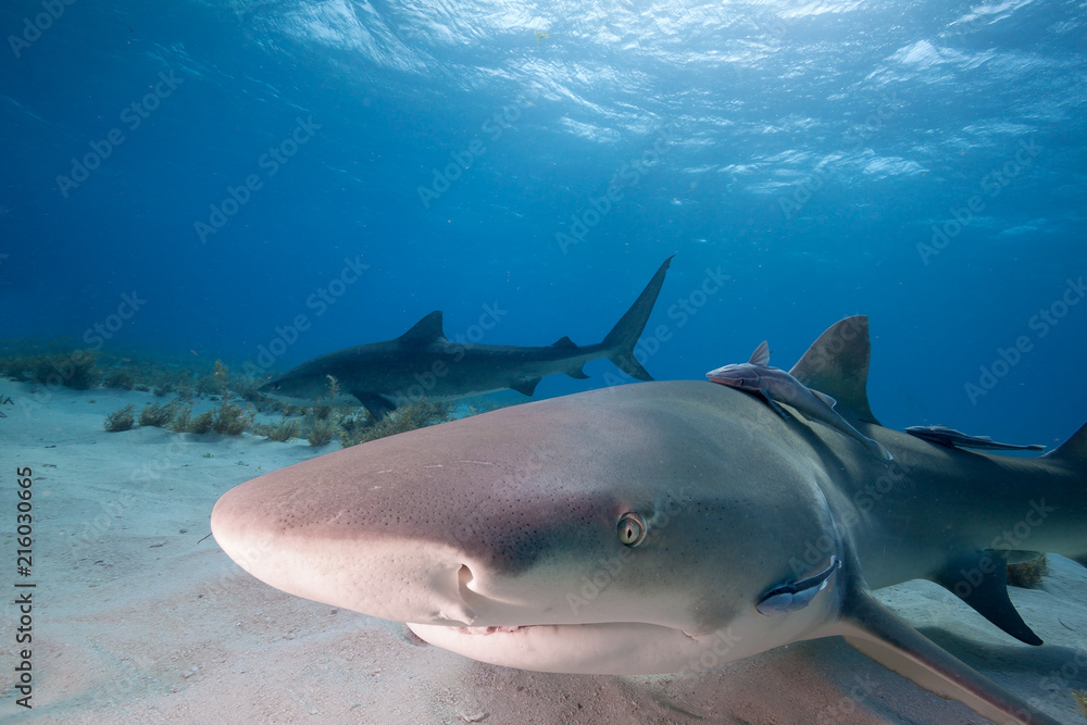 Fototapeta premium Close-up Shot of Lemon Shark Swimming in Clear Waters of Bahamas