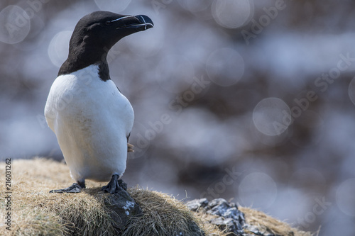 Photos Razorbill (Alca torda) on cliff edge with shimmering light