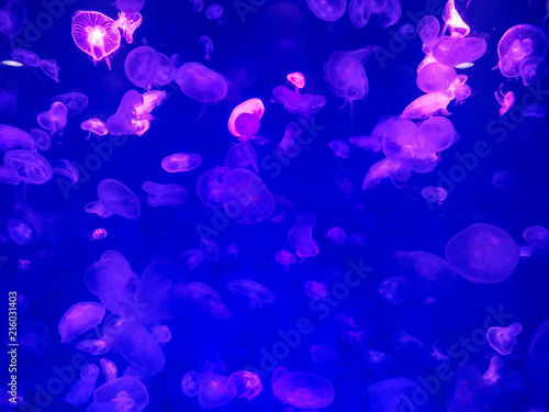 Glowing jellyfish under dark water