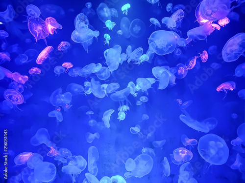 Glowing jellyfish under dark water © criminalatt