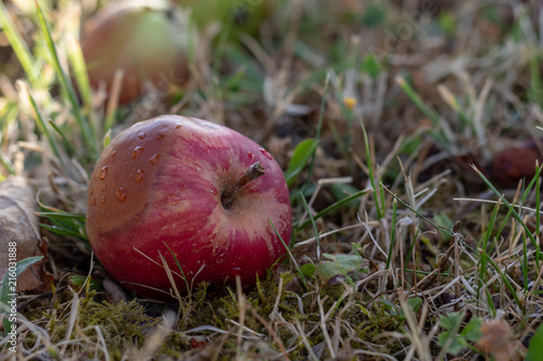 Close up of red windfall apple