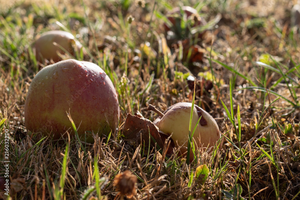 Some windfall apples in sunlight in evening Some windfall apples in sunlight in evening