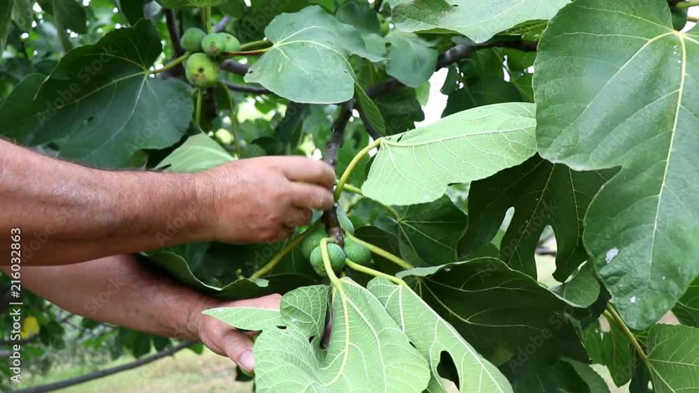 Male farmer picking fresh figs from the fig tree Male farmer picking fresh figs from the fig tree