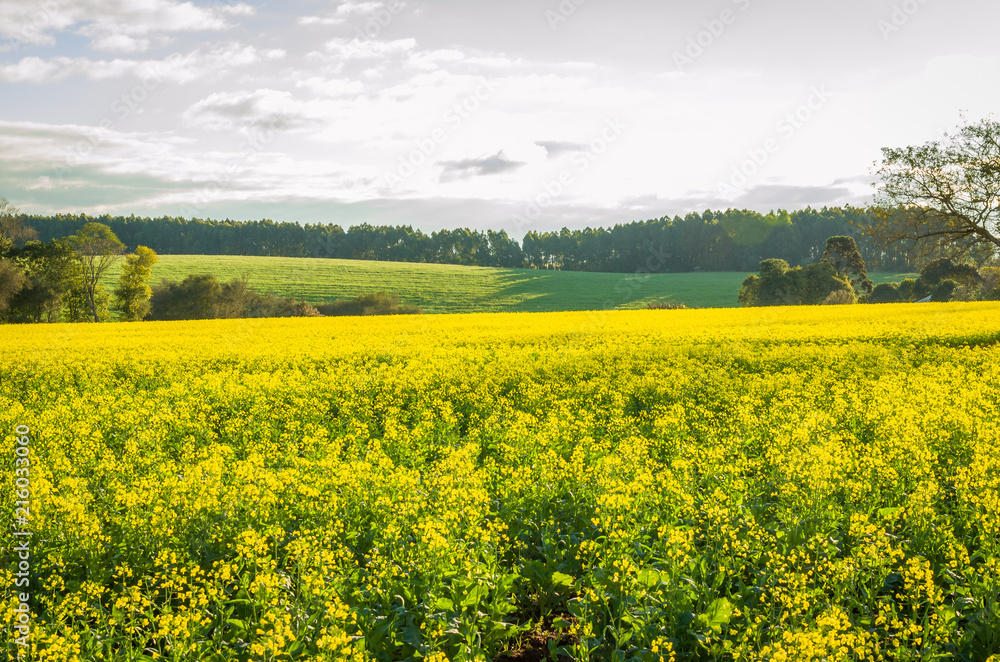 Fototapeta premium Beautiful canola plantation, yellow flower field in Brazil