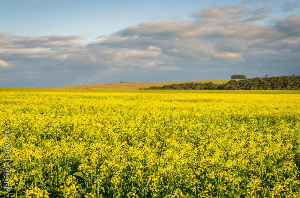 Beautiful canola plantation, yellow flower field in Brazil Beautiful canola plantation, yellow flower field in Brazil