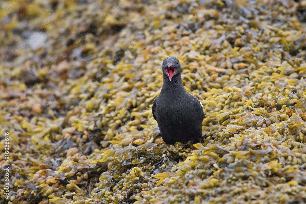 Obraz premium Black Guillemot (Cepphus grylle) on bed of seaweed