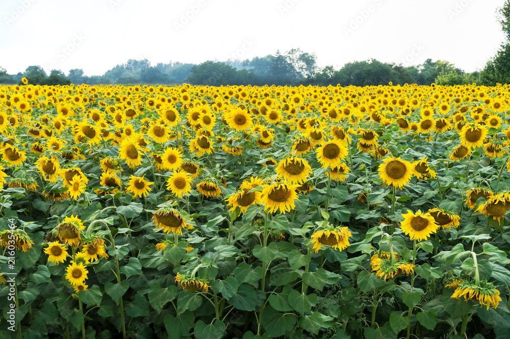 Obraz premium Field of blooming sunflowers. Beautiful view of the agricultural farm field.