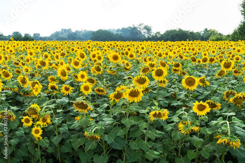 Field of blooming sunflowers. Beautiful view of the agricultural farm field.