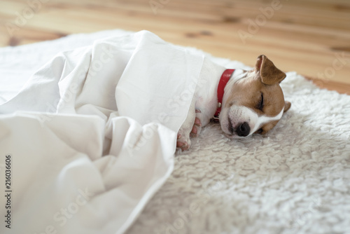 Jack russel terrier puppy sleeping on white bed