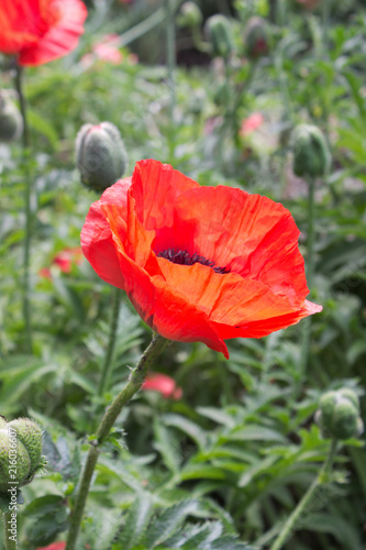 Fototapeta Naklejka Na Ścianę i Meble -  Poppy flower red
