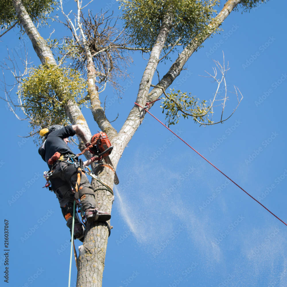 Baumkletterer sägt die Krone eines abgestorbenen Baumes ab Stock Photo Adobe Stock