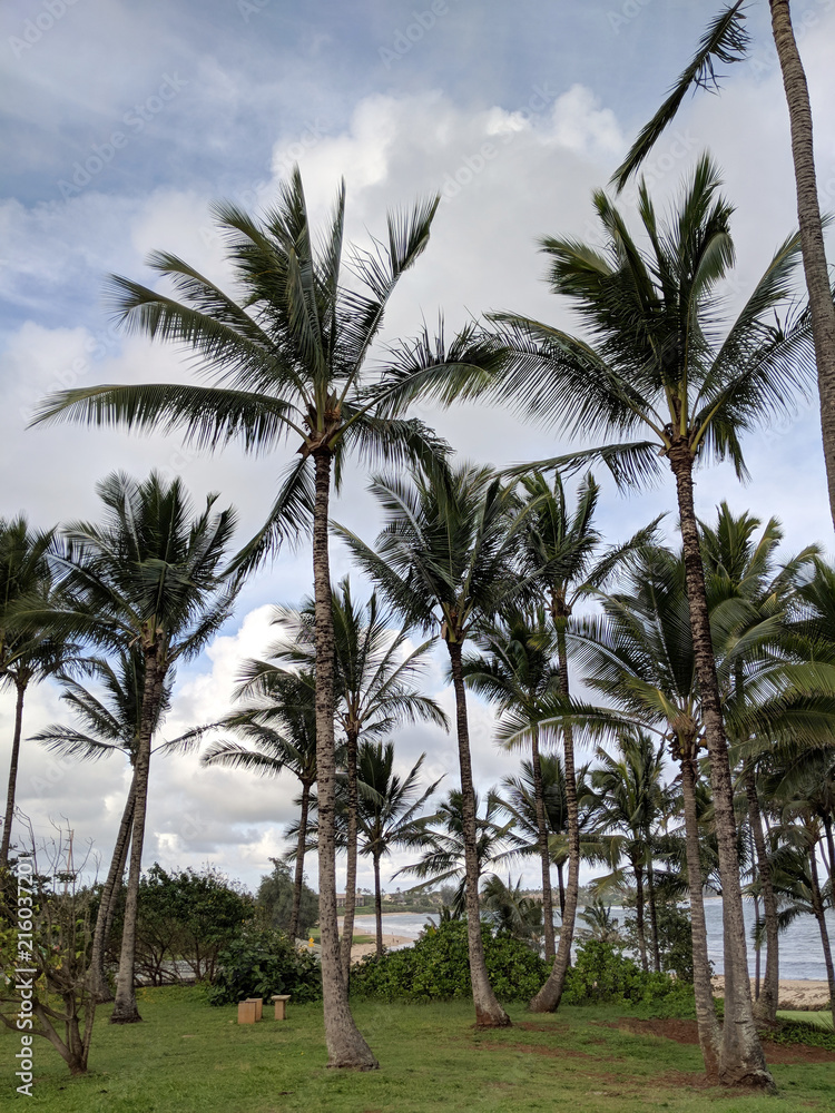 Fototapeta premium Coconut trees along rocky shore