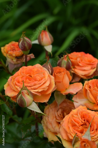 Group of orange roses in the garden