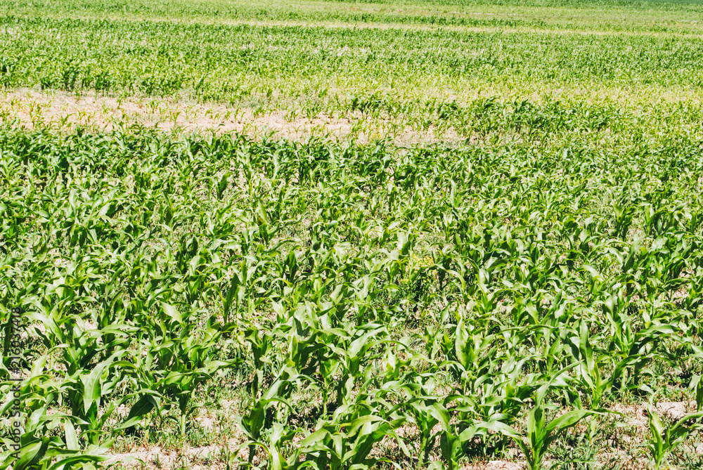 Green field with young corn at sunset Green field with young corn at sunset