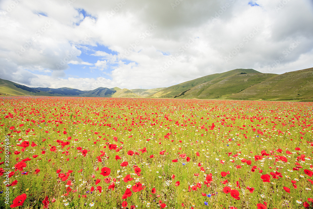 The wonderful lentil flowering in Castelluccio di Norcia. Thousands of colours, flowers and wheat. a beautiful landscape 
