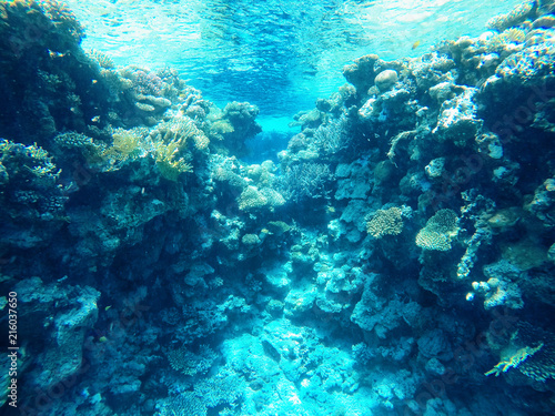 Coral reefs under water