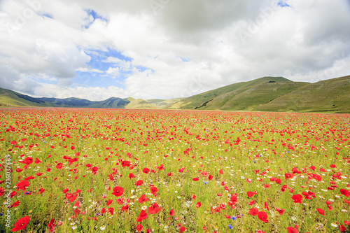 The wonderful lentil flowering in Castelluccio di Norcia. Thousands of colours  flowers and wheat. a beautiful landscape 