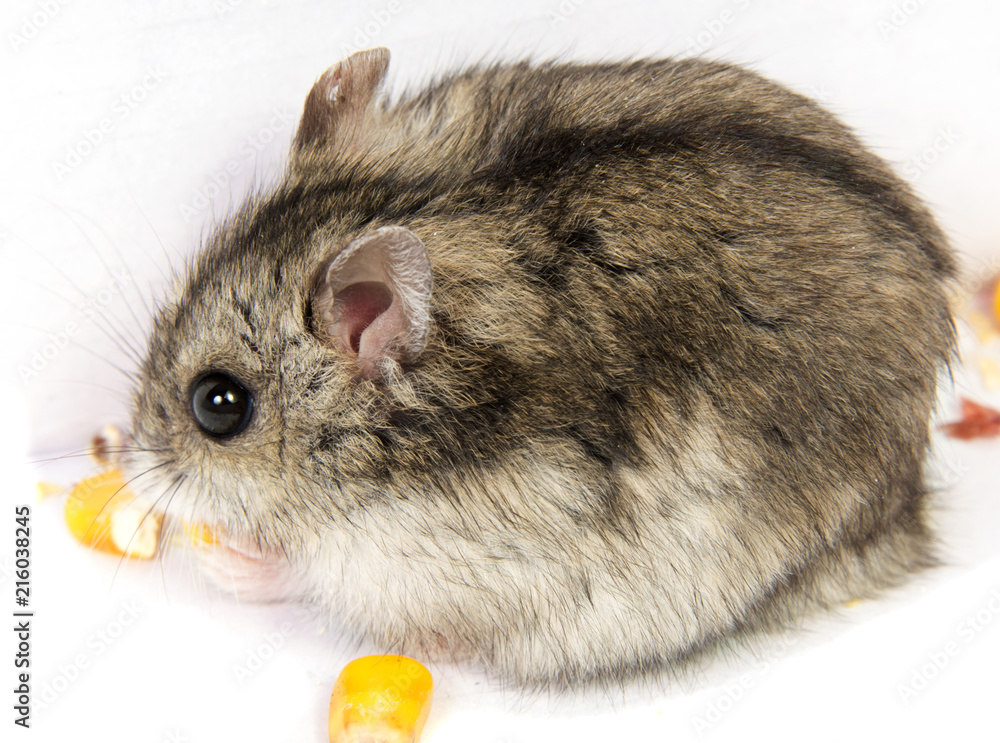 Djungarian hamster in sawdust on white background Djungarian hamster in sawdust on white background