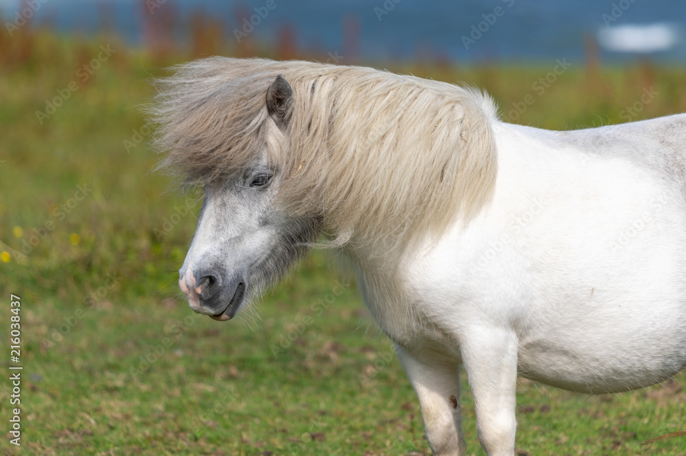 Fototapeta premium Cute Pony