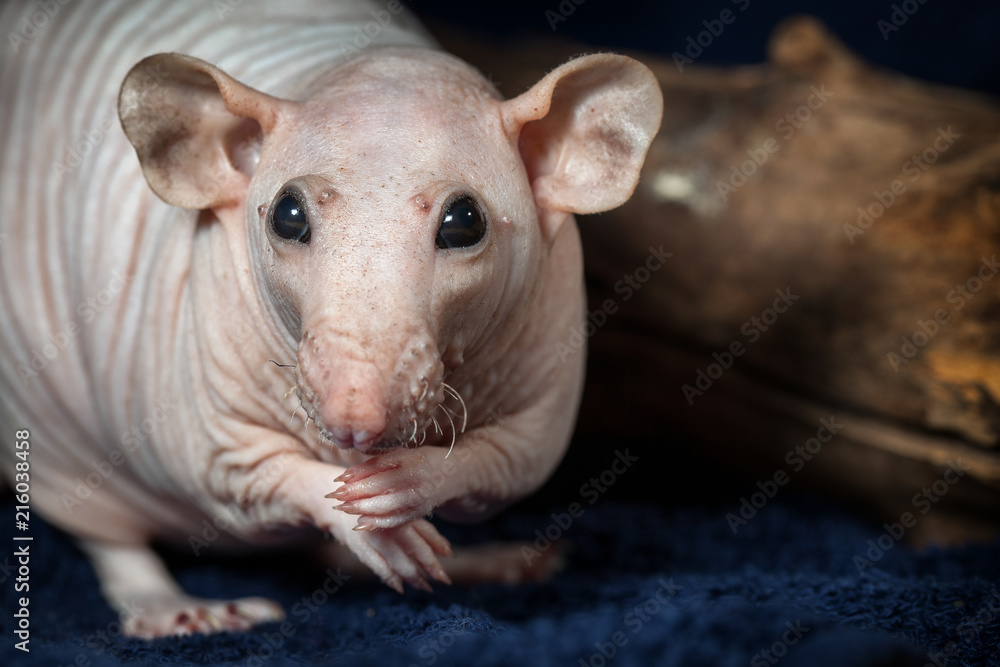 Hairless rat posing and looking at the camera Hairless rat posing and looking at the camera