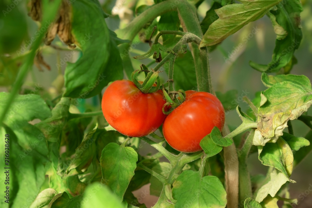 Two red ripe tomatoes on a branch in a greenhouse