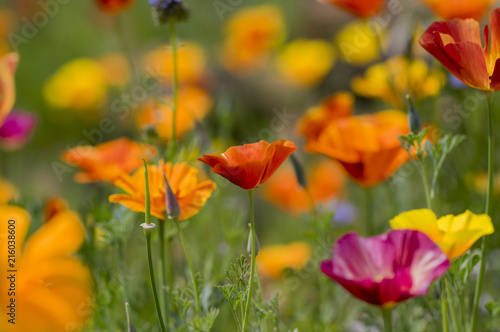 Eschscholzia californica cup of gold flowers in bloom  californian field  ornamental wild plants on a meadow