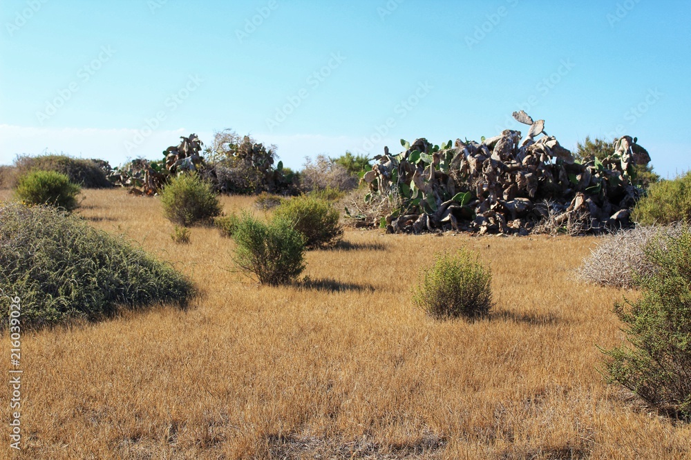 Trails and vegetation of Tabarca island Trails and vegetation of Tabarca island