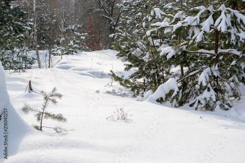 Brown pine branches with green needles in the snow. Trees in the winter in the open sky. Snow forest © Oleh