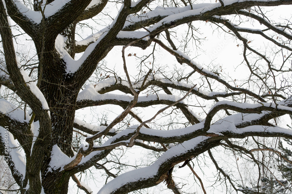 Oak branches with old bark in the snow against a blue sky background Oak branches with old bark in the snow against a blue sky background
