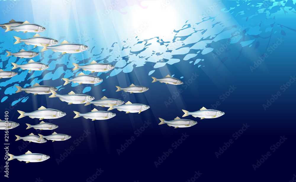 Fototapeta premium School of herring baltic fish. Marine life. Shad vector illustration optimized from to be used in background design, decoration