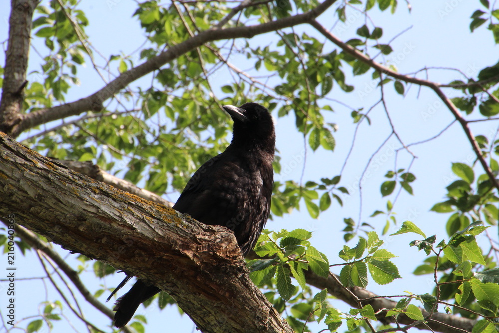 Fototapeta premium Crow In Tree, William Hawrelak Park, Edmonton, Alberta